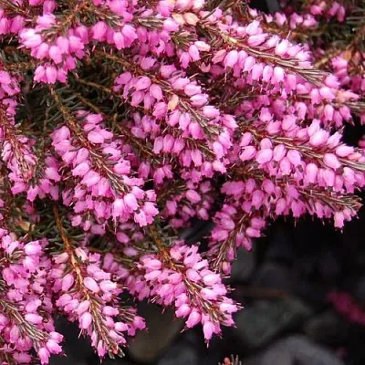 Эрика СТИНКЕ дарленская в Краснодаре