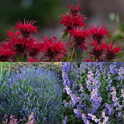 Комплект АРОМАТНЫЙ ЧАЙ в Краснодаре