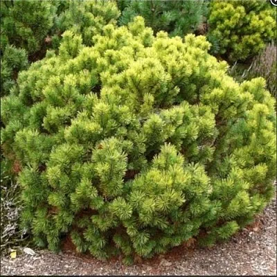 Ель ДАНС ДВАРФ обыкновення  Ель ДАНС ДВАРФ обыкновення в Краснодаре