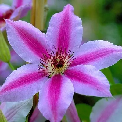 Клематис НЕЛЛИ МОЗЕР  Клематис НЕЛЛИ МОЗЕР в Краснодаре