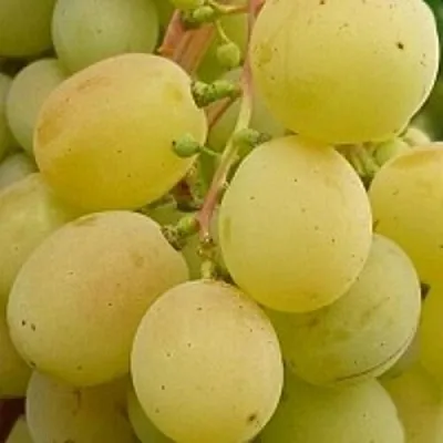 Виноград ТАЛИСМАН  Виноград ТАЛИСМАН в Краснодаре