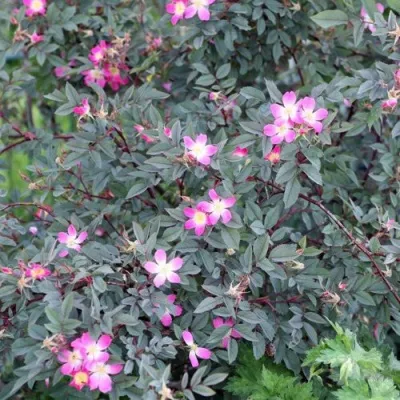 Саженцы роз сизая — описание сорта Саженцы роз сизая в Краснодаре