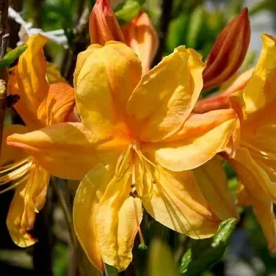 Азалия ГОЛДЕН ЛАЙТС листопадная  Азалия ГОЛДЕН ЛАЙТС листопадная в Краснодаре