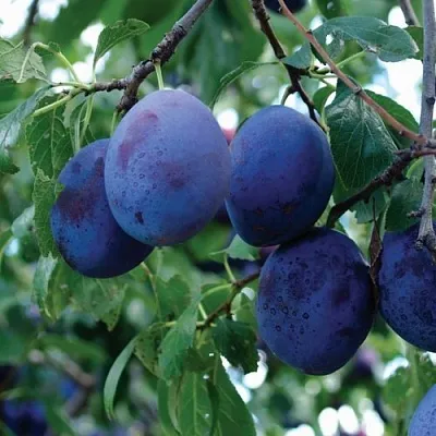 Слива ЭМПРЕСС в Краснодаре