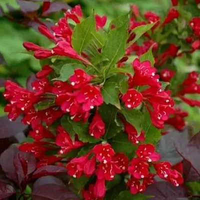 Вейгела РЕД ПРИНЦ  Вейгела РЕД ПРИНЦ в Краснодаре