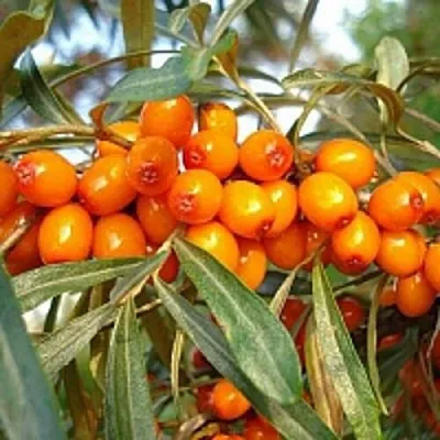 Облепиха БОТАНИЧЕСКАЯ в Краснодаре