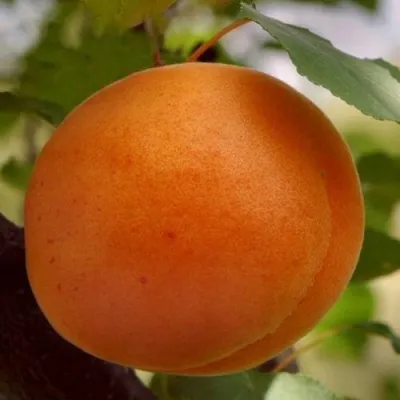 Абрикос ОЛИМП в Краснодаре