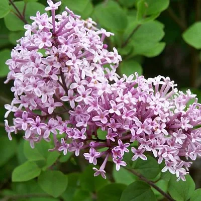 Сирень ПАЛИБИН   Сирень ПАЛИБИН  в Краснодаре