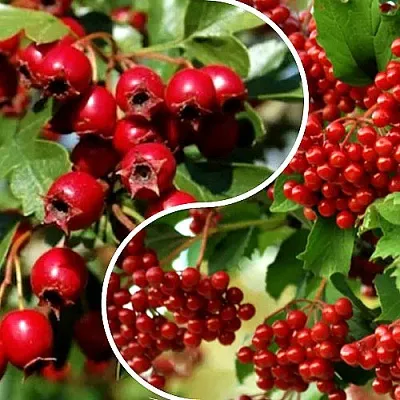 Комплект БУДЬ ЗДОРОВ в Краснодаре