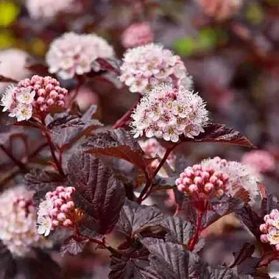 Пузыреплодник АНДРЕ   Пузыреплодник АНДРЕ  в Краснодаре