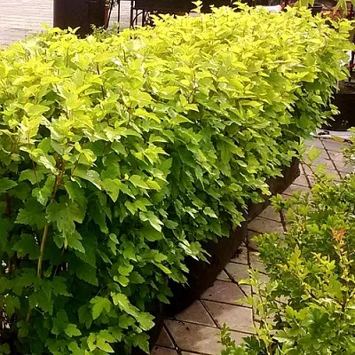 Комплект АНГЕЛ ГОЛД в Краснодаре