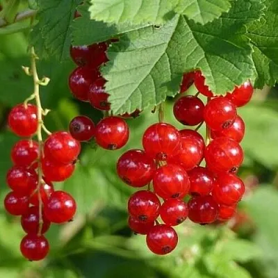 Смородина красная РОНДОМ  Смородина красная РОНДОМ в Краснодаре