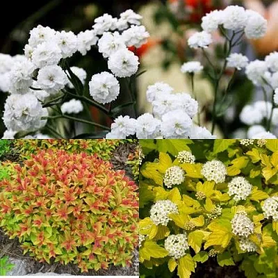 Комплект СОЛНЕЧНЫЙ МИКС в Краснодаре