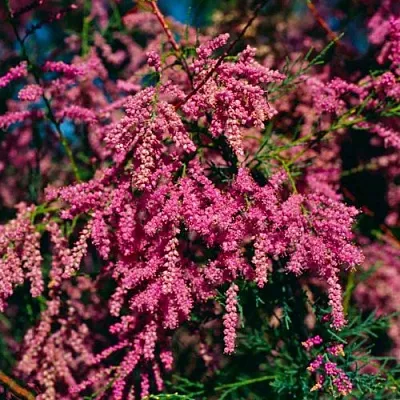 Тамарикс в Краснодаре