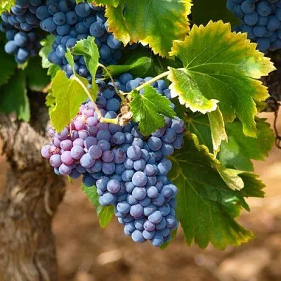 Виноград ЗИЛГА  Виноград ЗИЛГА в Краснодаре