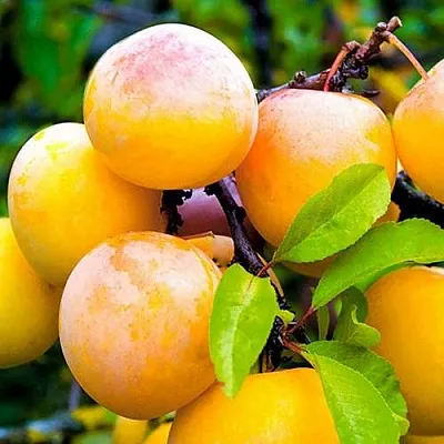 Слива МИНСКАЯ в Краснодаре