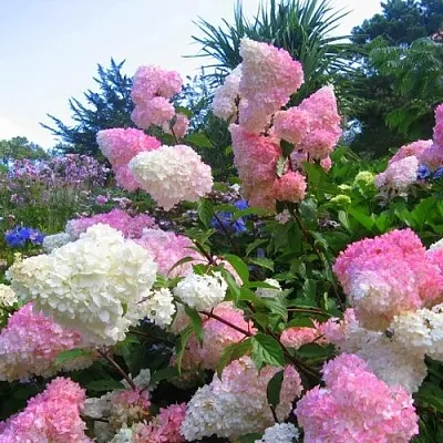 Гортензия ВАНИЛЛА ФРАЙЗ метельчатая  Гортензия ВАНИЛЛА ФРАЙЗ метельчатая в Краснодаре