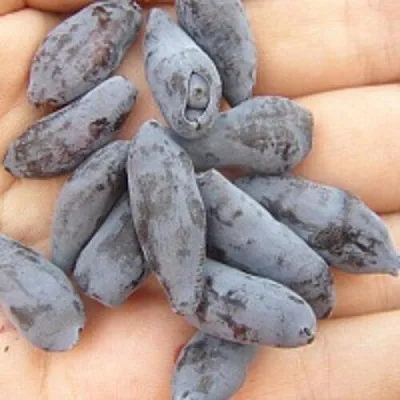 Жимолость съедобная ЧУЛЫМСКАЯ в Краснодаре