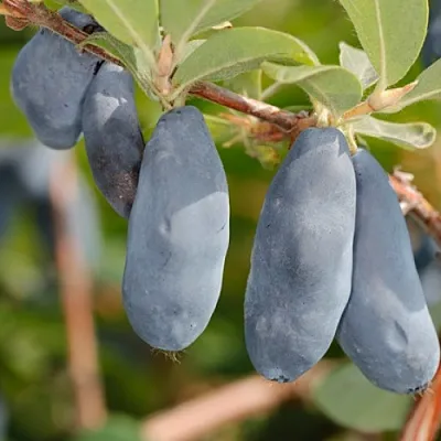 Жимолость съедобная СИНИЙ УТЕС  Жимолость съедобная СИНИЙ УТЕС в Краснодаре