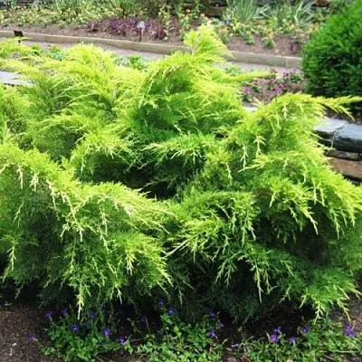 Можжевельник ГОЛД КОСТ средний  Можжевельник ГОЛД КОСТ средний в Краснодаре