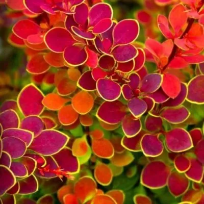 Барбарис ОРАНЖ САНРАЙЗ тунберга — описание сорта Барбарис ОРАНЖ САНРАЙЗ тунберга в Краснодаре