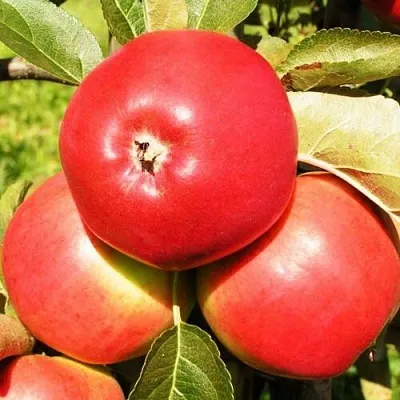 Яблоня СЯБРЫНА в Краснодаре