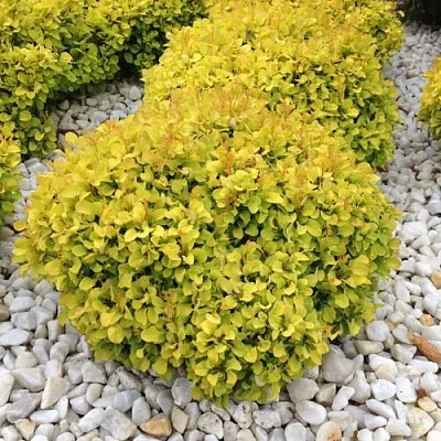 Барбарис БОНАНЗА ГОЛД тунберга в Краснодаре