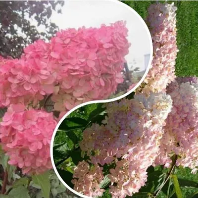 Комплект МНОГОГРАННОСТЬ в Краснодаре