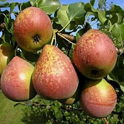 Груша МРАМОРНАЯ в Краснодаре