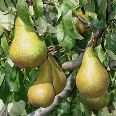 Груша САПФИРА колонновидная  Груша САПФИРА колонновидная в Краснодаре