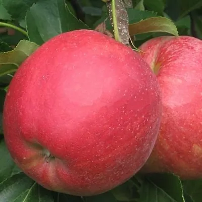 Яблоня РУБИН  Яблоня РУБИН в Краснодаре