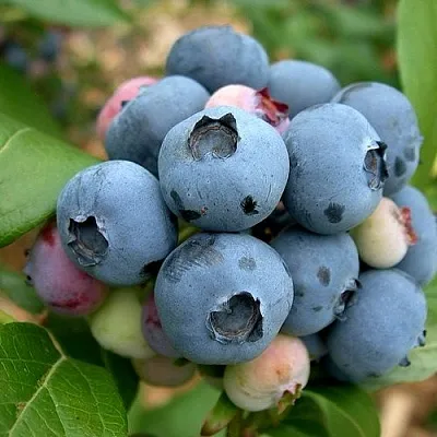 Голубика КОЛЛИНЗ  Голубика КОЛЛИНЗ в Краснодаре