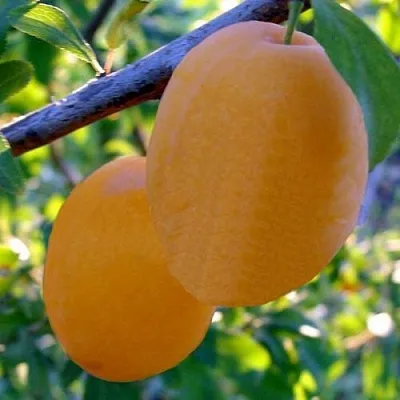 Слива НАТАША в Краснодаре