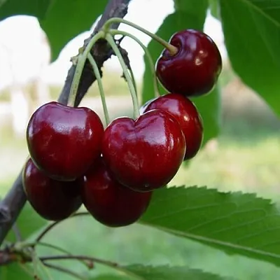 Черешня СТЕЛЛА в Краснодаре