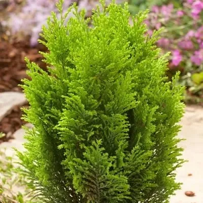 Кипарисовик ЭЛВУДИ ГОЛД лавсона  Кипарисовик ЭЛВУДИ ГОЛД лавсона в Краснодаре