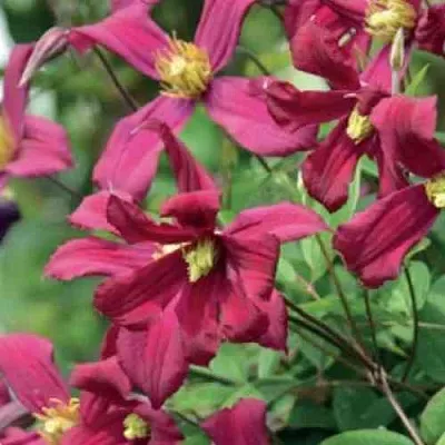 Клематис СТРОУБЕРРИ ФИЛДС  Клематис СТРОУБЕРРИ ФИЛДС в Краснодаре