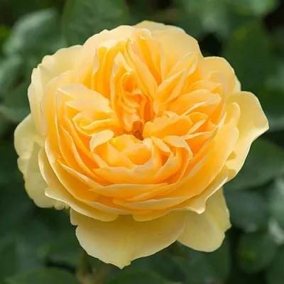 Саженцы роз ГРЕХАМ ТОМАС английская  Саженцы роз ГРЕХАМ ТОМАС английская в Краснодаре