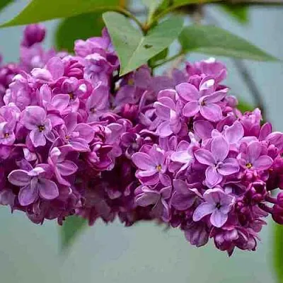 Сирень  в Краснодаре