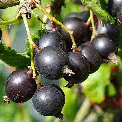 Йошта ДЖОСТАБЕРРИ  Йошта ДЖОСТАБЕРРИ в Краснодаре