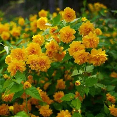 Керрия японская ПЛЕНИФЛОРА  Керрия японская ПЛЕНИФЛОРА в Краснодаре