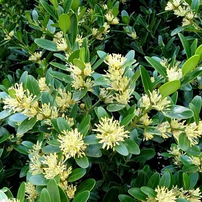 Самшит в Краснодаре