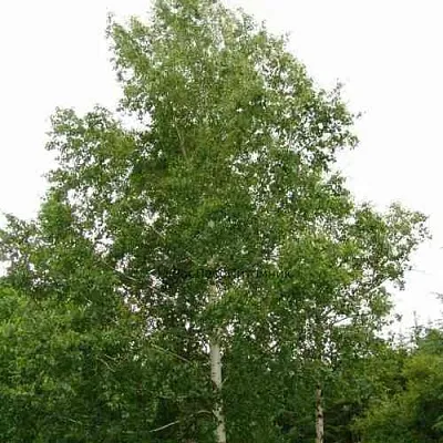 Береза бородавчатая в Краснодаре