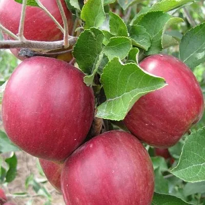 Яблоня МОСКОВСКОЕ ОЖЕРЕЛЬЕ колонновидная  Яблони Московское Ожерелье колонновидная в Краснодаре