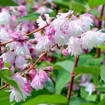 Дейция в Краснодаре