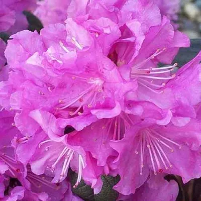 Рододендрон П.Ж.М. ЭЛИТ  Рододендрон П.Ж.М. ЭЛИТ в Краснодаре