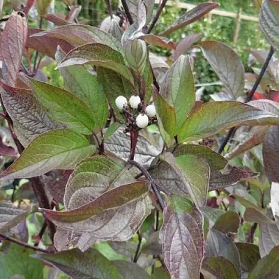 Дерен КЕССЕЛЬРИНГИ  Дерен КЕССЕЛЬРИНГИ в Краснодаре