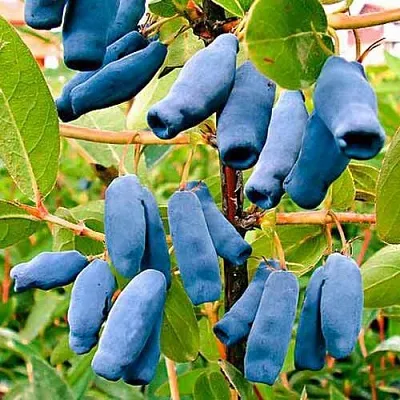 Жимолость съедобная НИМФА (ГАММА) в Краснодаре