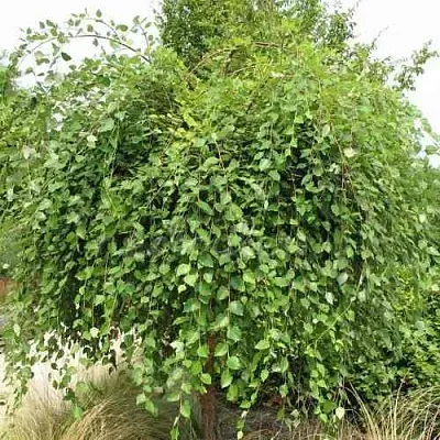 Береза САММЕР КАСКАД черная в Краснодаре