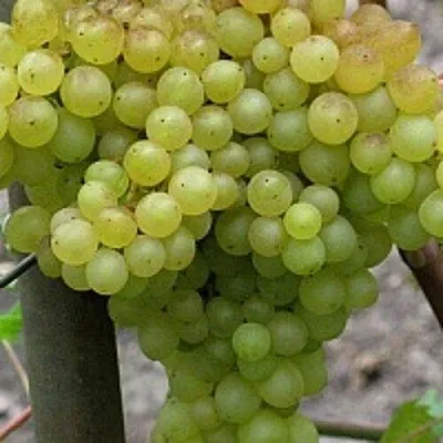 Виноград КИШМИШ 342  Виноград КИШМИШ 342 в Краснодаре