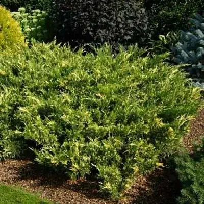 Можжевельник ВАРИЕГАТА казацкий  Можжевельник ВАРИЕГАТА казацкий в Краснодаре